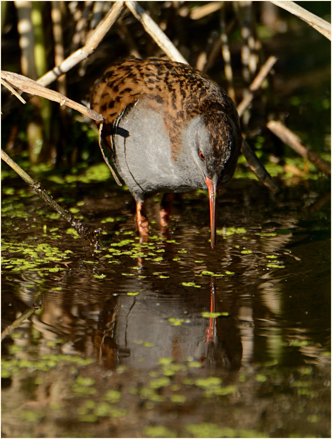 Wasserralle (Rallus aquaticus)