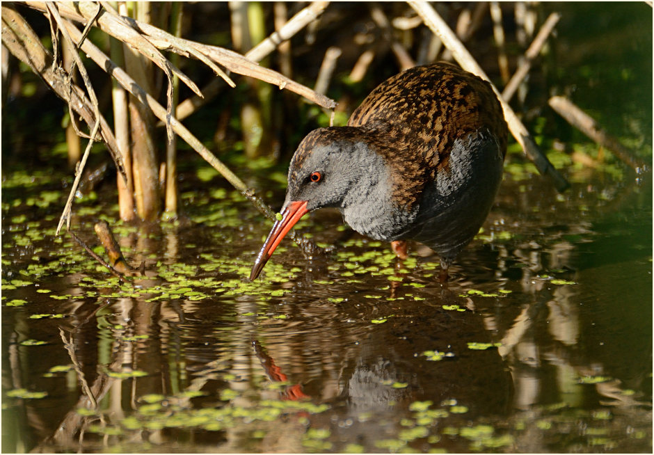 Wasserralle (Rallus aquaticus)