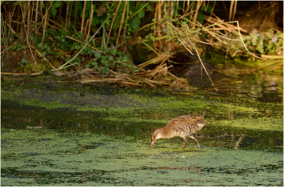 Wasserralle (Rallus aquaticus)