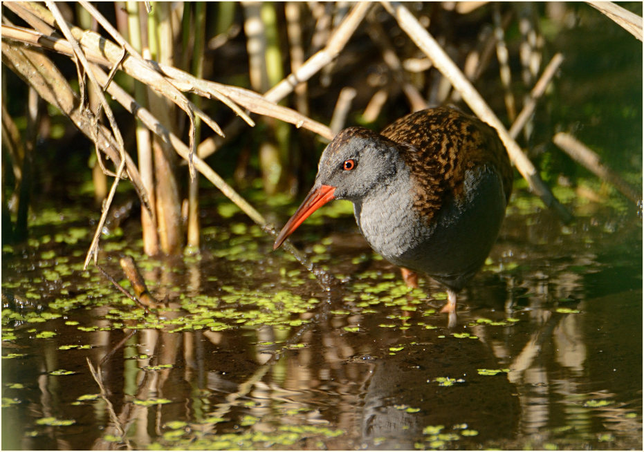 Wasserralle (Rallus aquaticus)