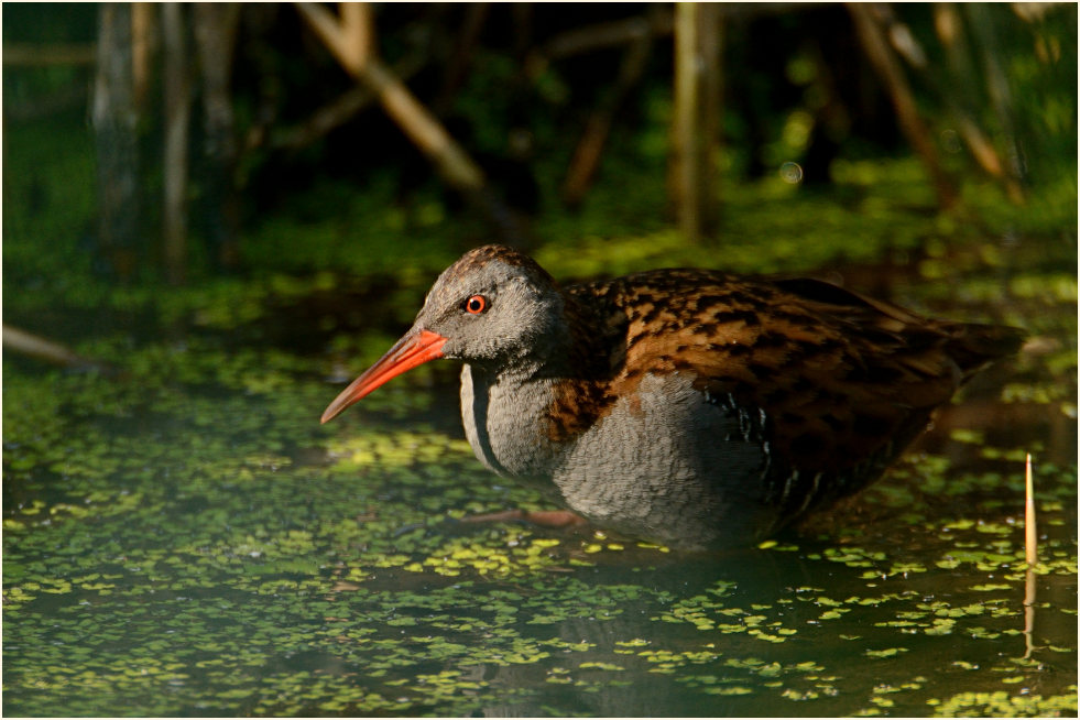 Wasserralle (Rallus aquaticus)