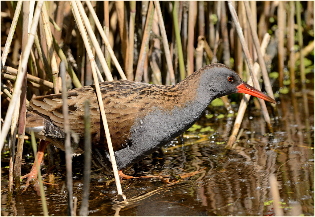 Wasserralle (Rallus aquaticus)