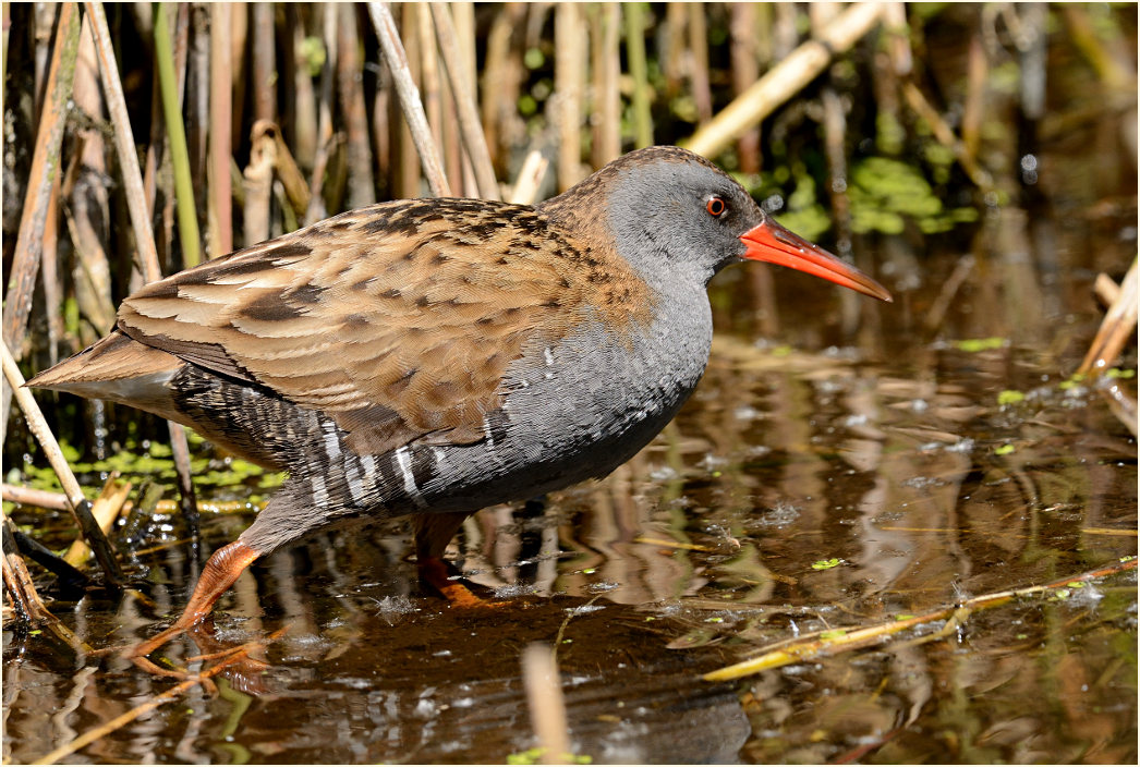 Wasserralle (Rallus aquaticus)