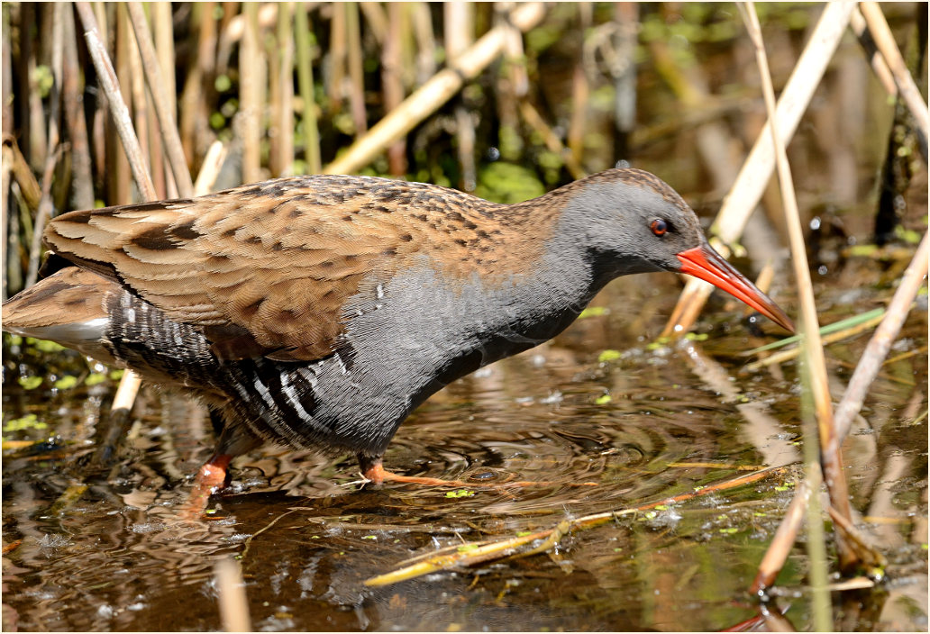Wasserralle (Rallus aquaticus)