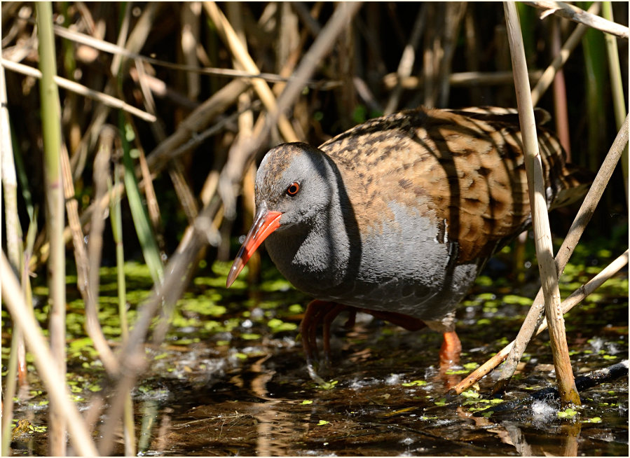 Wasserralle (Rallus aquaticus)
