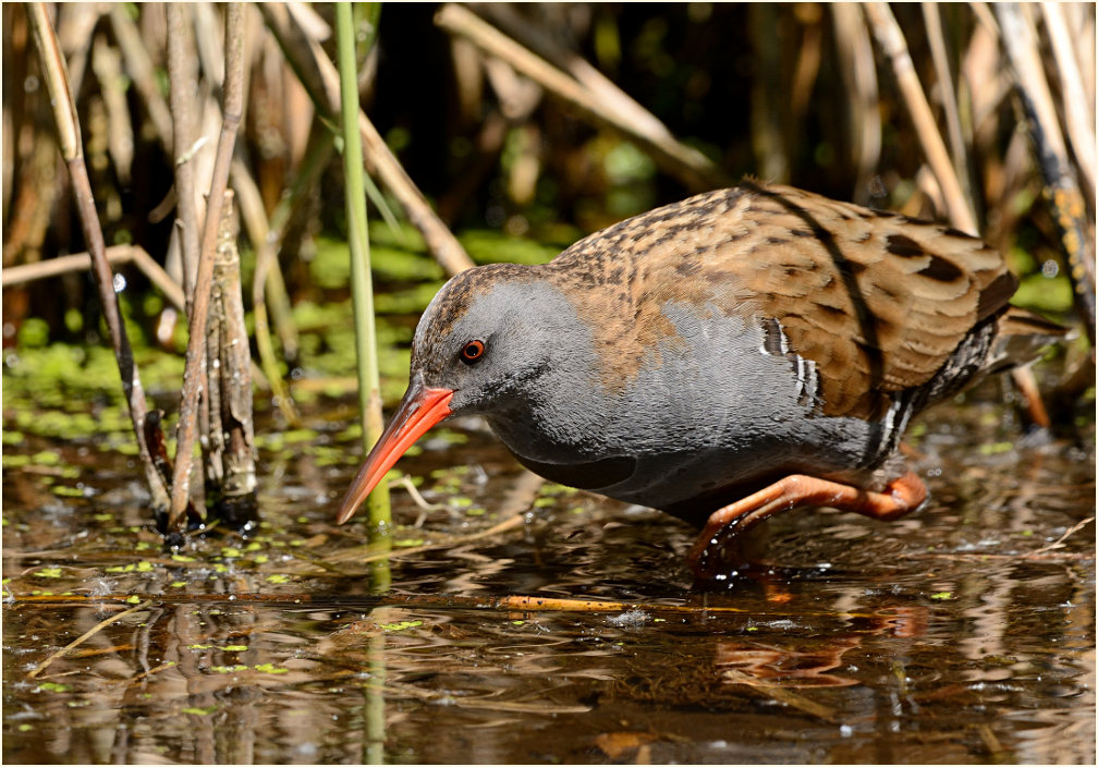 Wasserralle (Rallus aquaticus)