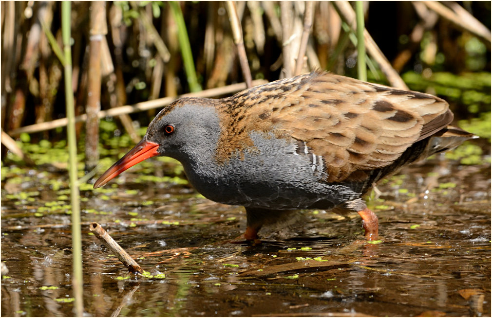 Wasserralle (Rallus aquaticus)