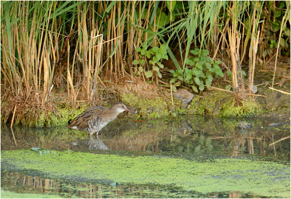 Wasserralle (Rallus aquaticus)