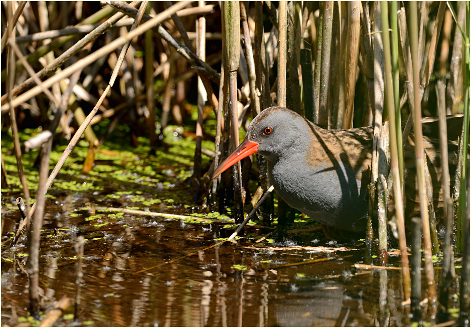 Wasserralle (Rallus aquaticus)
