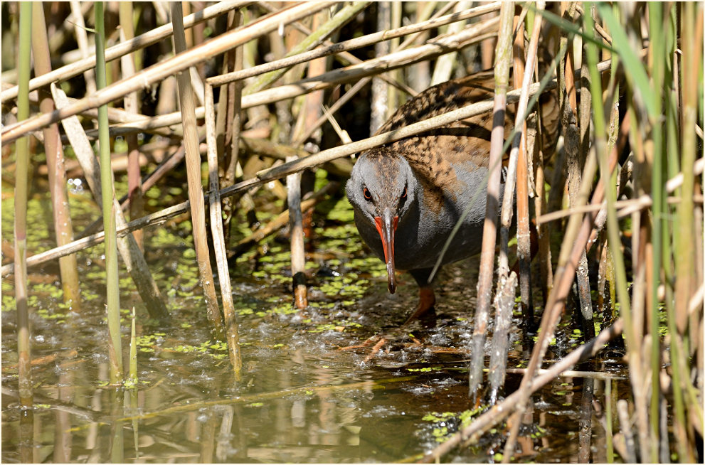 Wasserralle (Rallus aquaticus)