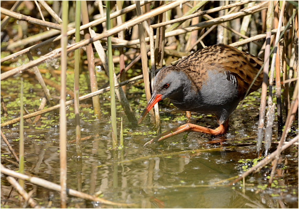 Wasserralle (Rallus aquaticus)