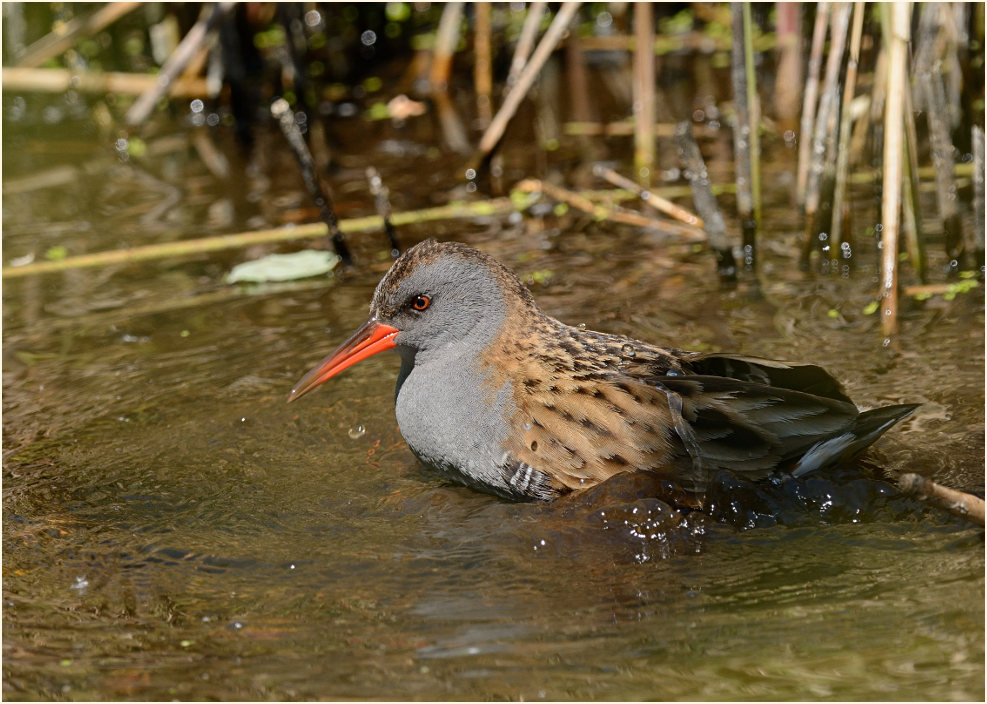 Wasserralle (Rallus aquaticus)