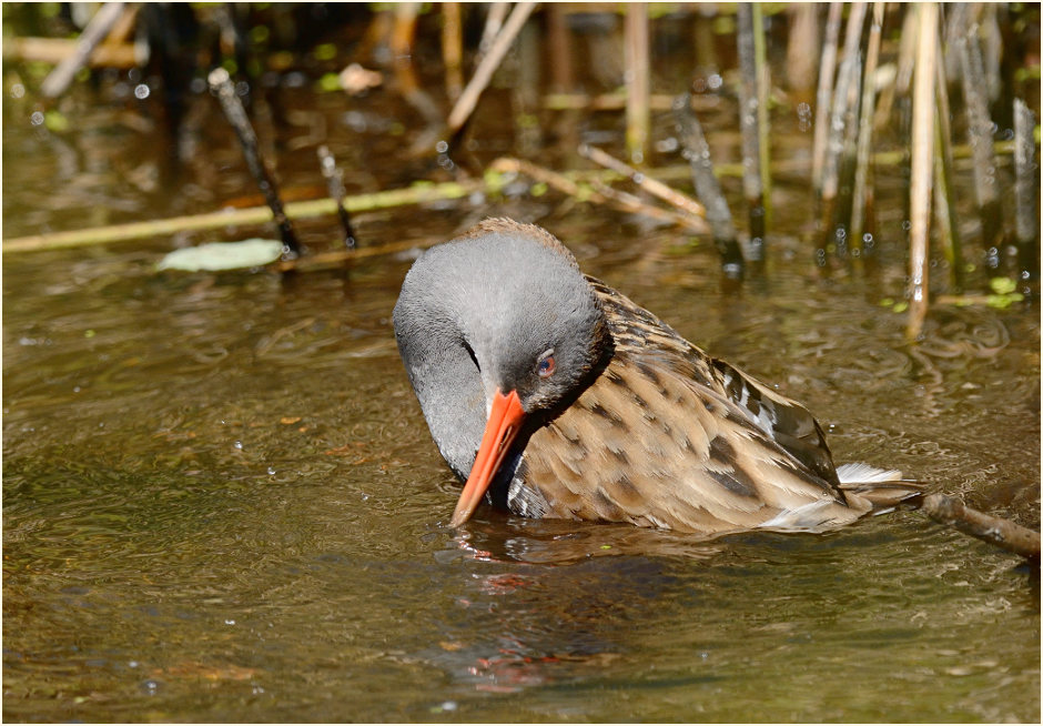 Wasserralle (Rallus aquaticus)