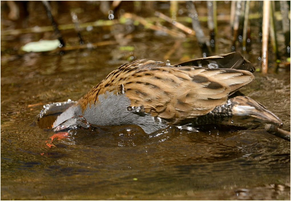 Wasserralle (Rallus aquaticus)
