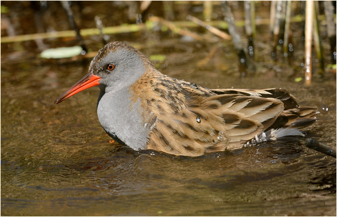 Wasserralle (Rallus aquaticus)