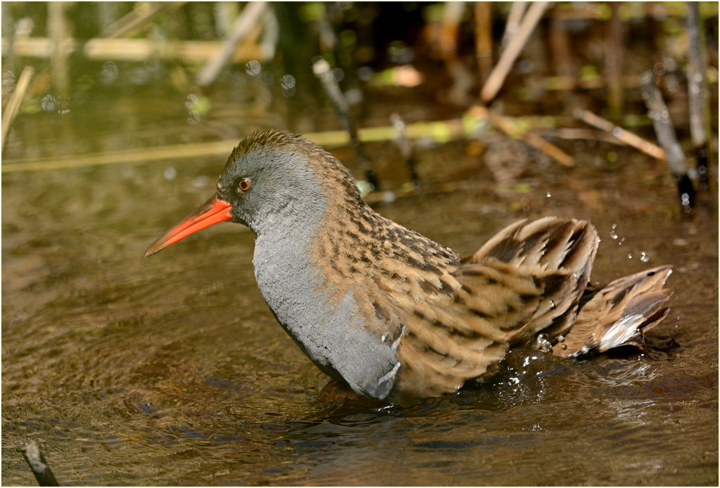 Wasserralle (Rallus aquaticus)