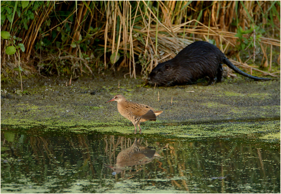 Wasserralle (Rallus aquaticus)