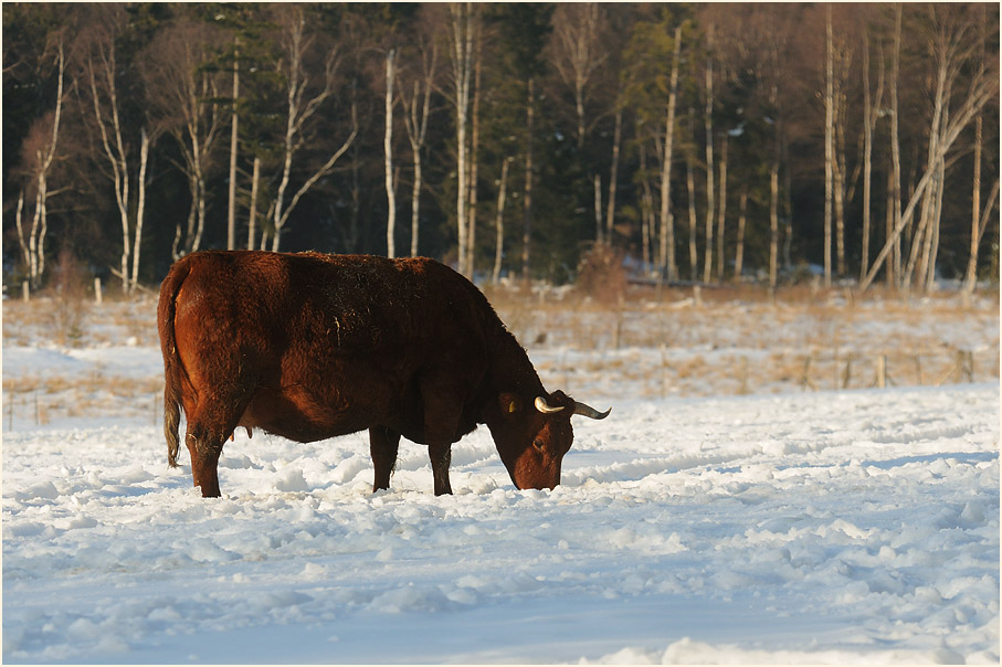 Rimd beim Mecklenbruch Hochsolling
