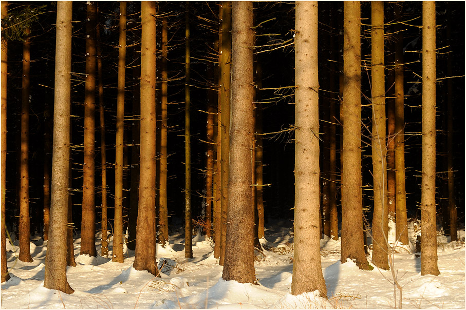 Tannenwald beim Mecklenbruch Hochsolling