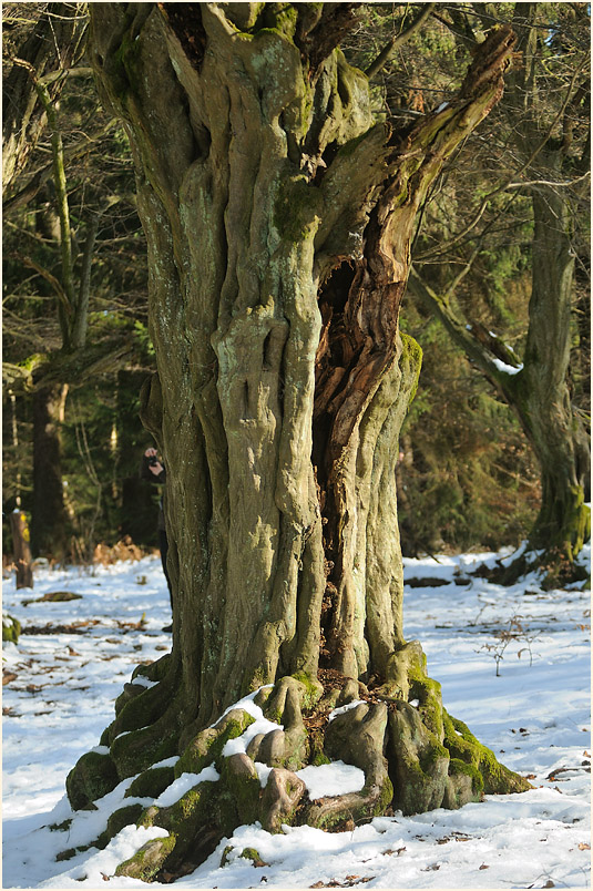 Im Reinhardswald bei Sababurg