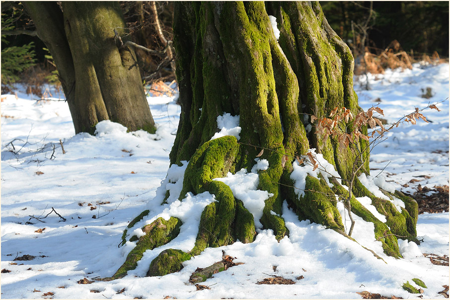 Im Reinhardswald bei Sababurg