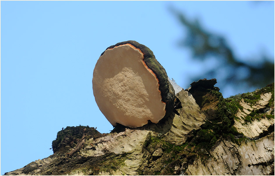 Im Reinhardswald bei Sababurg