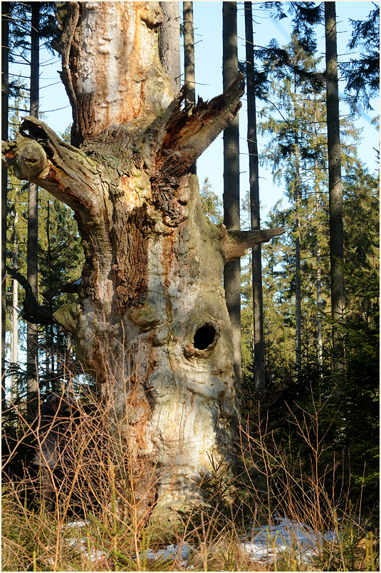 Im Reinhardswald bei Sababurg