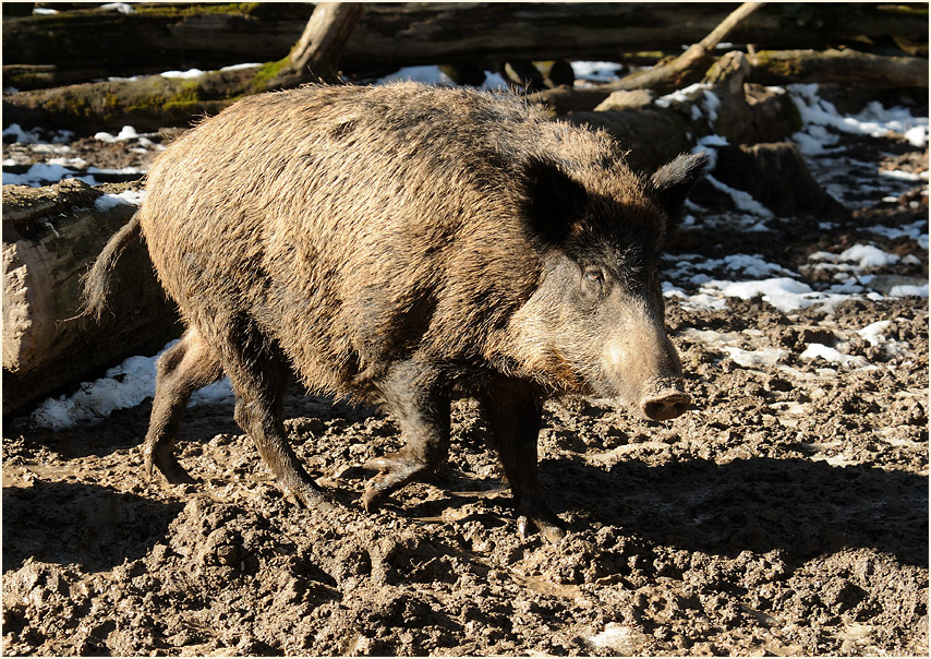 Wildschwein im Wildpark bei Sababurg