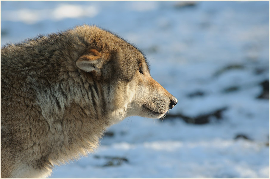Wolf im Wildpark bei Sababurg