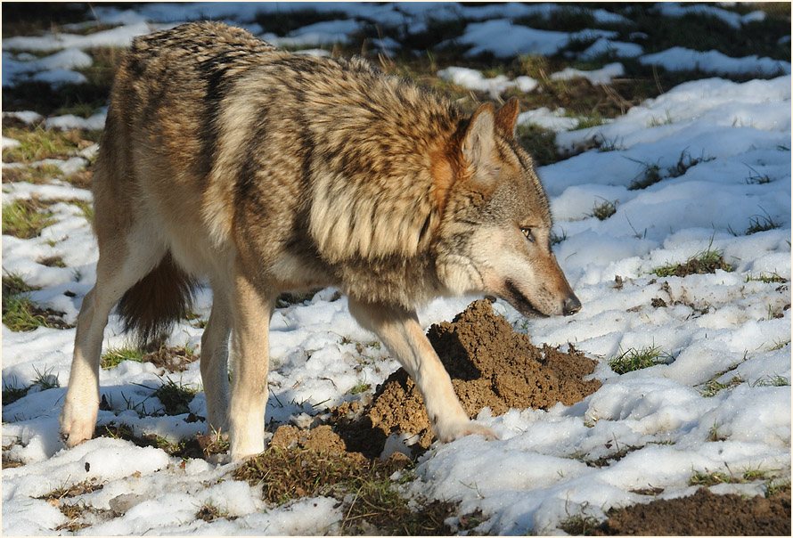 Wolf im Wildpark bei Sababurg