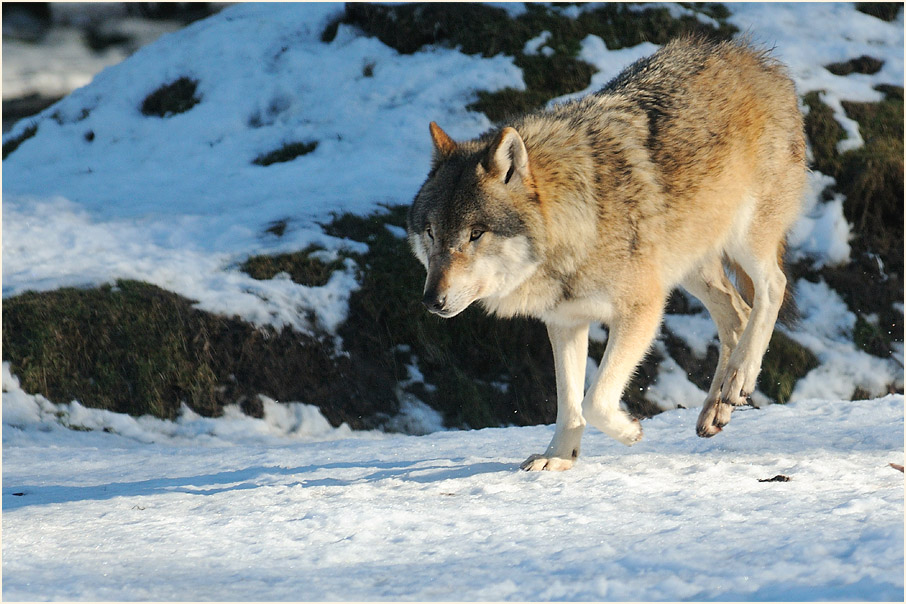 Wolf im Wildpark bei Sababurg