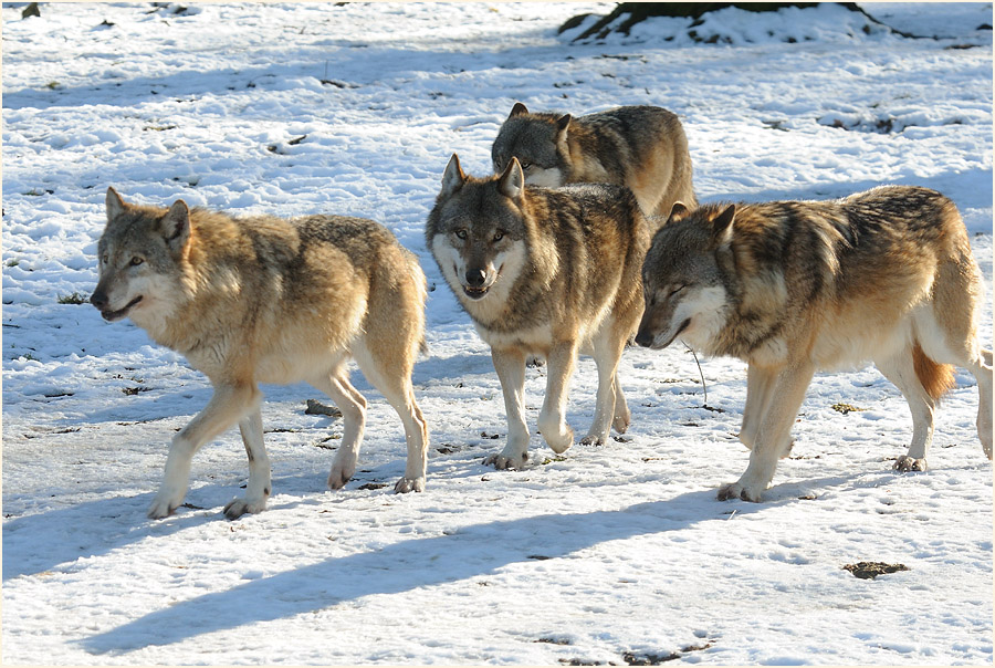W&ouml;lfe im Wildpark bei Sababurg