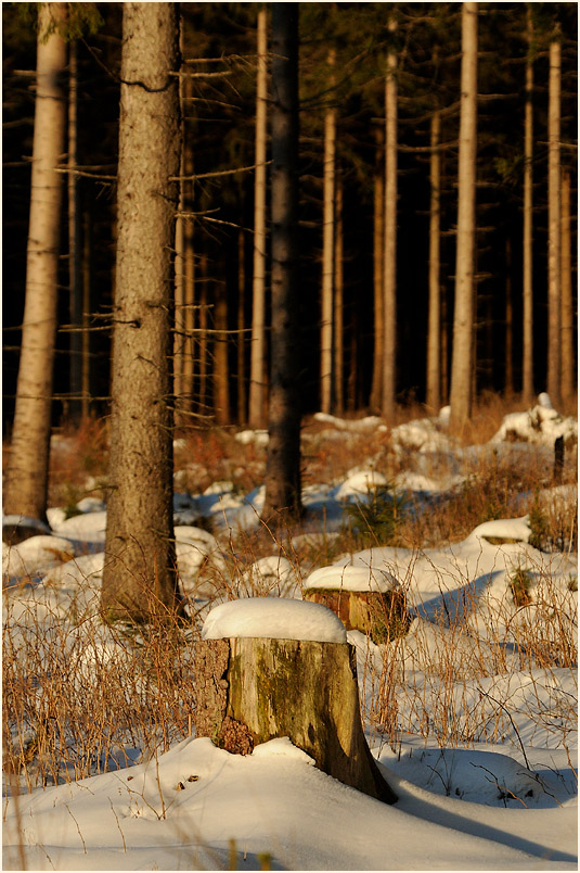 Tannenwald beim Mecklenbruch Hochsolling