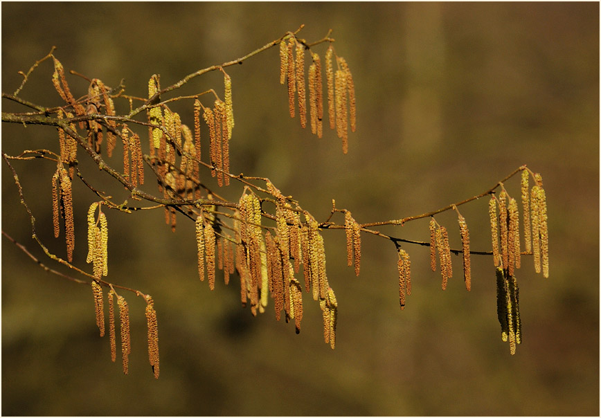 Haselbl&uuml;te im Hasselbachtal bei Holzminden