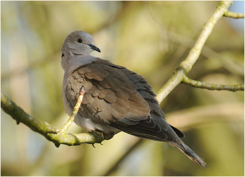 T&uuml;rkentaube im Wildpark bei Sababurg