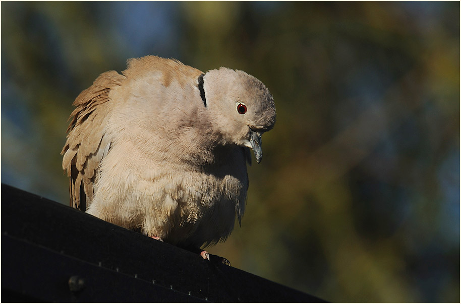 Türkentaube im Wildpark bei Sababurg