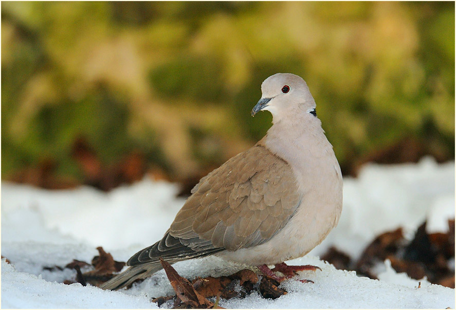 T&uuml;rkentaube im Wildpark bei Sababurg