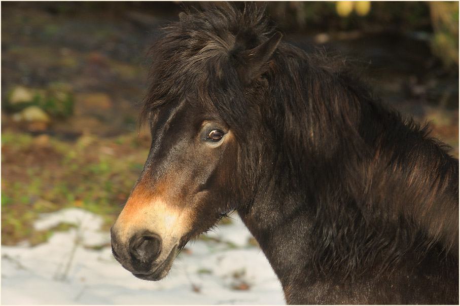 Exmoorpony im Hutewald bei Nienover