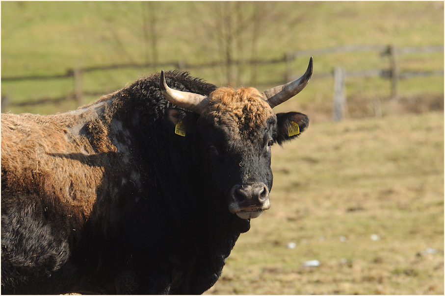 Heckrind im Hutewald bei Nienover