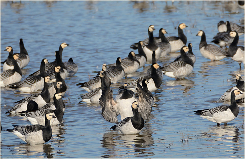 Weißwangengans (Branta leucopsis)
