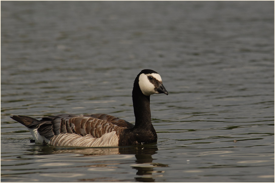 Weißwangengans (Branta leucopsis)
