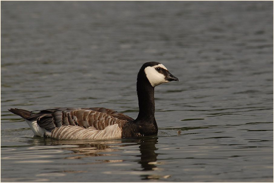 Weißwangengans (Branta leucopsis)