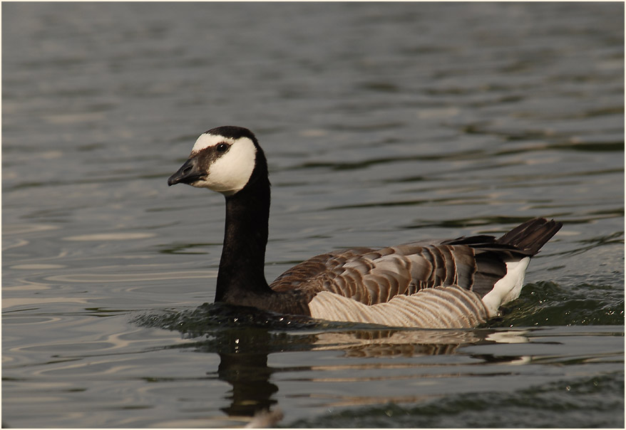 Weißwangengans (Branta leucopsis)