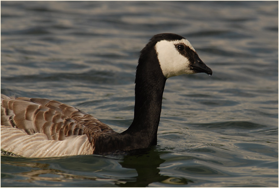 Weißwangengans (Branta leucopsis)