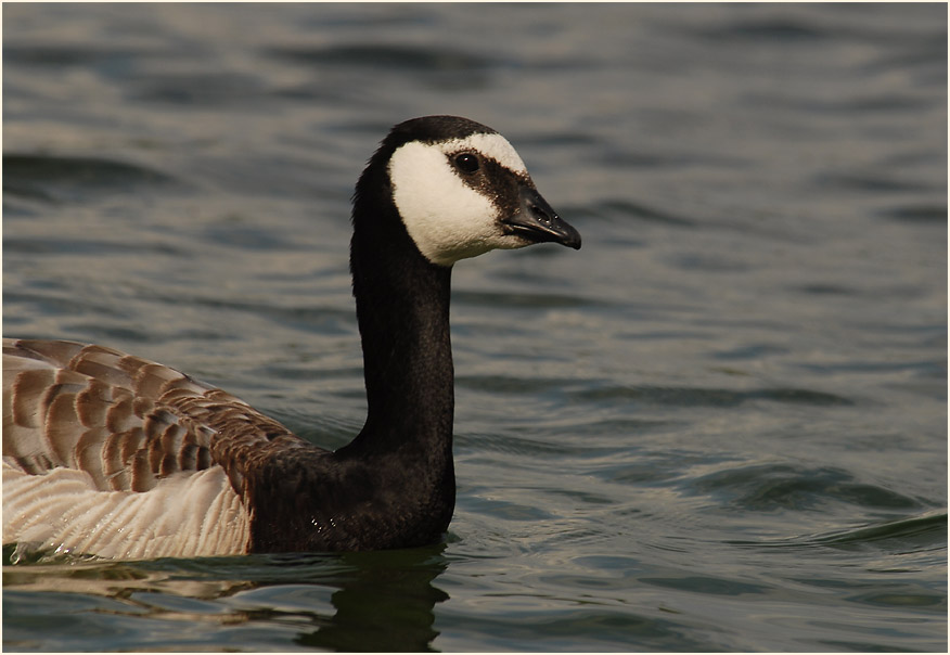 Weißwangengans (Branta leucopsis)