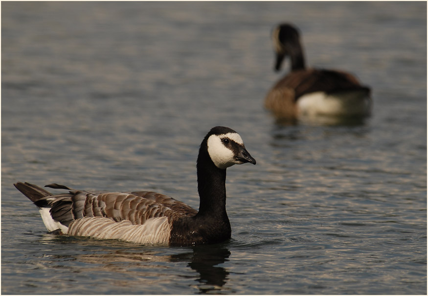 Weißwangengans (Branta leucopsis)