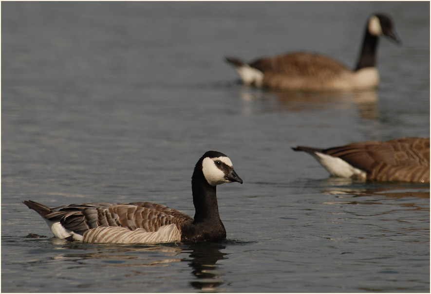 Weißwangengans (Branta leucopsis)