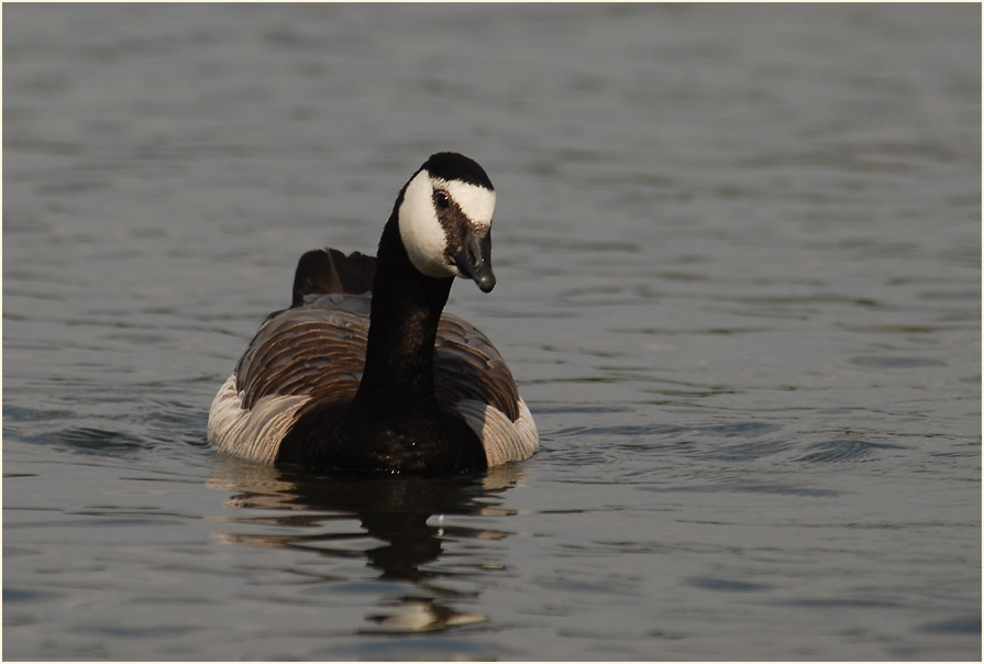 Weißwangengans (Branta leucopsis)