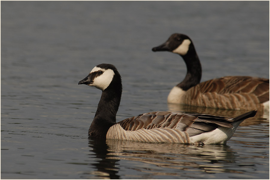 Weißwangengans (Branta leucopsis)