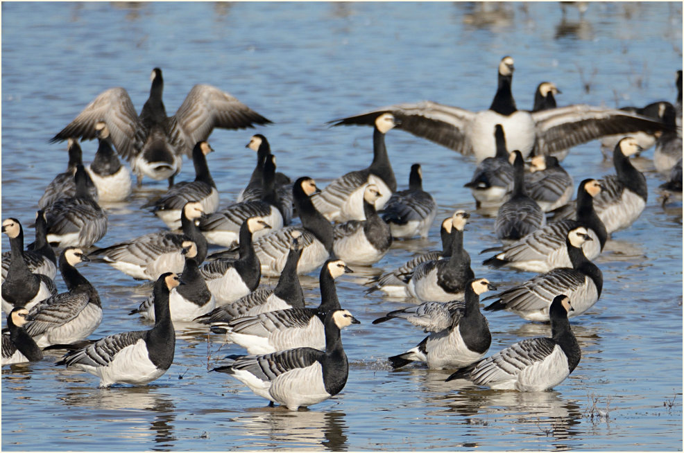 Weißwangengans (Branta leucopsis)